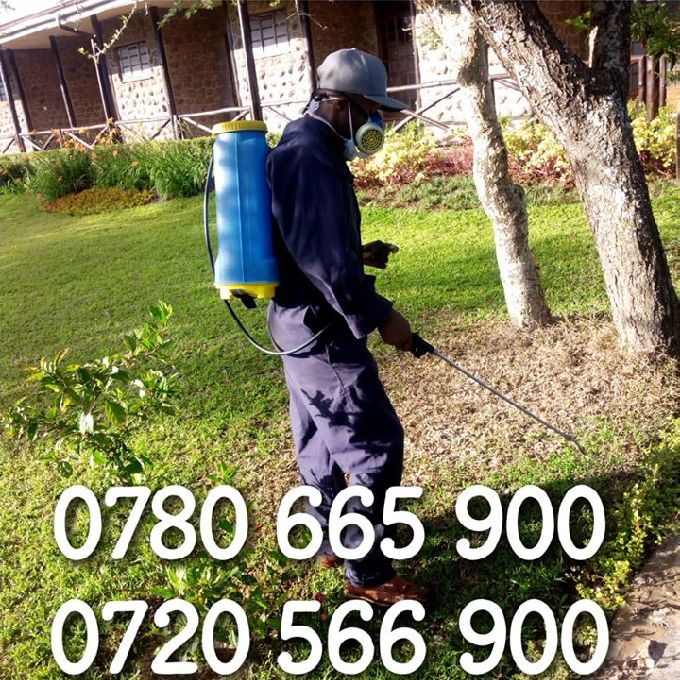 Effective Pest Control Services