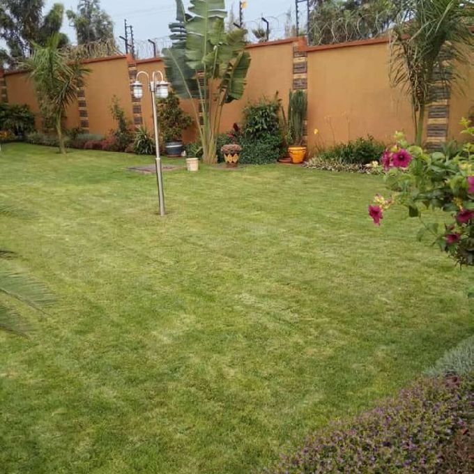 Quality Arabica Grass Installation Help