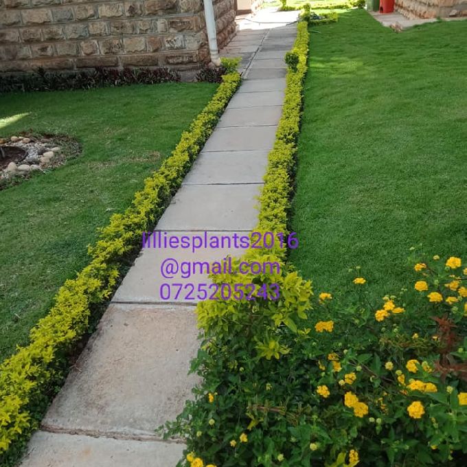 Garden Design Experts in Nairobi