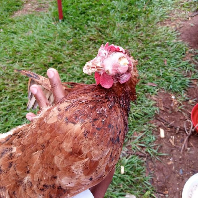 Chicken Vetinary Doctors in Nairobi
