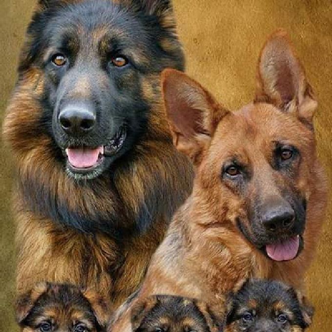 German shepherd Dogs Training  Help