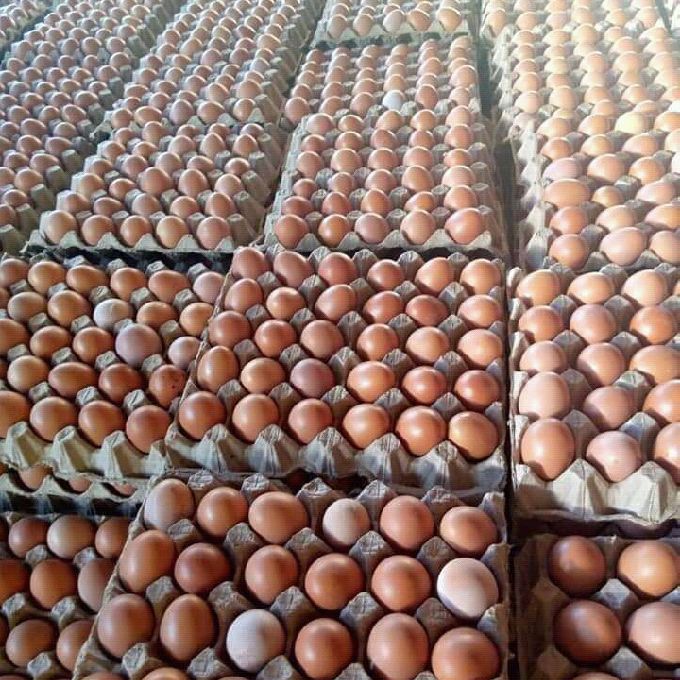 Eggs and Chicks Suppliers
