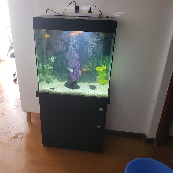 Fish Aquarium Installation Services In Thika 
