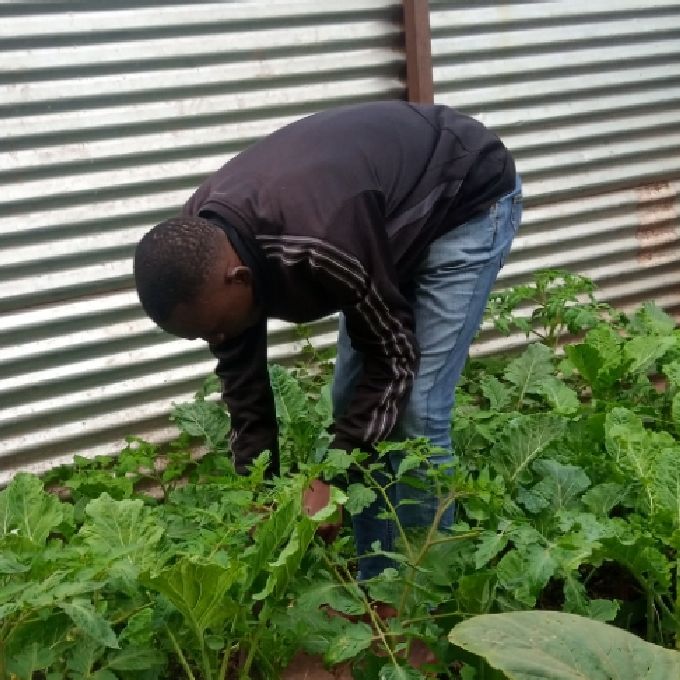 Attending to A Kitchen Garden in Ongata Rongai