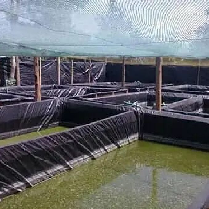 Construction of Fish Ponds for Different Breeds in Ruai