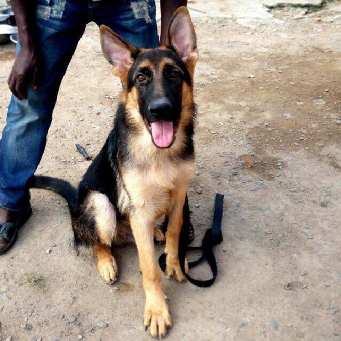 Pacho  shepherds Kennels