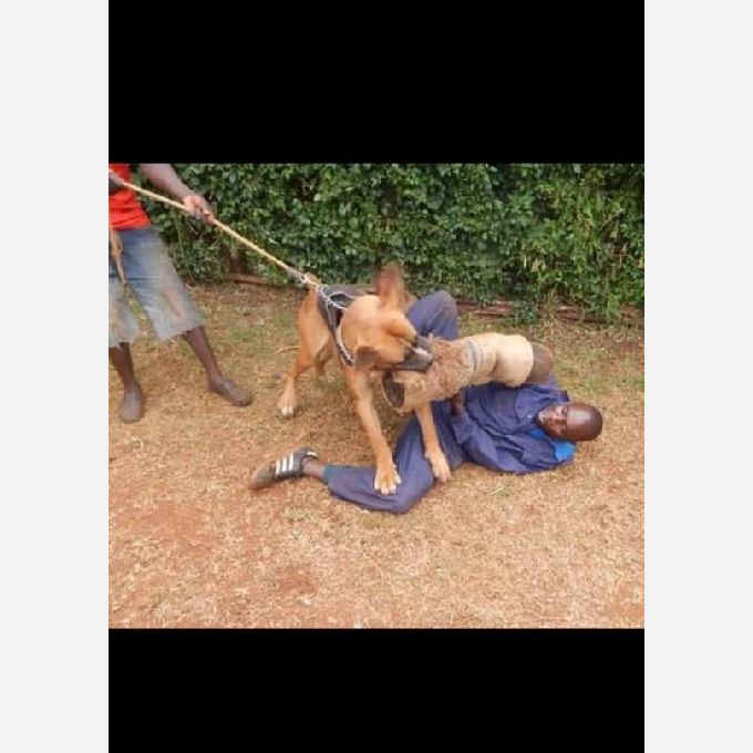 Experienced Dog Trainer for Hire in Thika; Daniel Nyameyio 